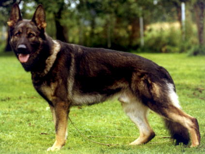 Goliath vom Zandersee