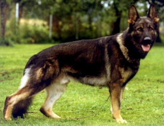 Goliath vom Zandersee