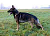 Asco2_standDez.05.jpg (106085 Byte)