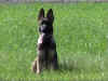 Asco_14_wochen2.jpg (36481 Byte)