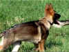Asco_14_wochen3.jpg (40167 Byte)