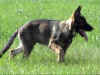 Asco_14_wochen.jpg (32696 Byte)