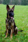 Asco_6Monate_sitz.jpg (112207 Byte)