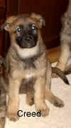 Creed.jpg (19315 Byte)