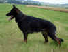 Joey_Stand.Juli.06.L.jpg (78314 Byte)