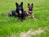 Joey & Josy.JPG (73583 Byte)