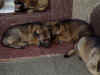 Welpen_Sijesta2.jpg (49266 Byte)