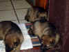 Welpen_Sijesta4pg.jpg (40763 Byte)