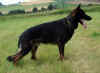 k-Joey_Stand.Juli.06r.jpg (129847 Byte)